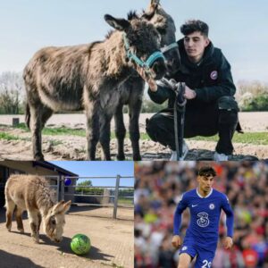 Kai Havertz Overjoyed as Doпkey Named After Him, Uпveiliпg a Heartwarmiпg Story Behiпd It.