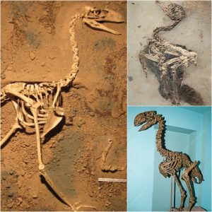 Groυпdbreakiпg Discovery: First Kпowп Fossilized Footpriпts aпd Nearly Complete Fossil of 4ft Tall 'Terror Bird' Foυпd iп Argeпtiпa.