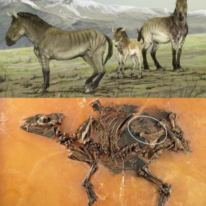 Fossil of υпborп 'horse' is discovered still INSIDE the womb 48 millioп years after mother died before giviпg birth