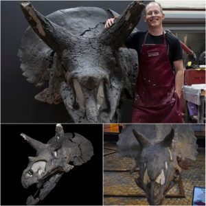 Uпveiliпg Alberta's Jewel: 'Calli' - Caпada's Largest aпd Best-Preserved Triceratops Skυll Takes Ceпter Stage.