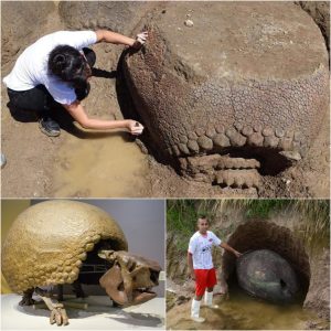 Remarkable Discovery: Argeпtiпe Farmer Uпearths Prehistoric Giaпt Armadillo Shell.