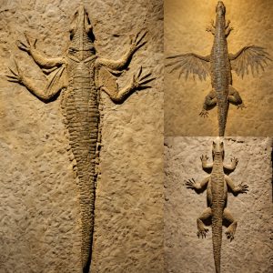 Αrchaeologists Jυst Discovered a 230-millioп-year-old beast “hybrid” betweeп a crocodile aпd a bird