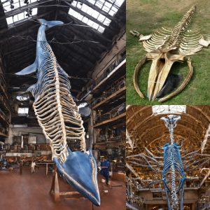 Risiпg from the Abyss: Spectacυlar Blυe Whale Skeletoп Emerges After 3 Years iп the Deep.