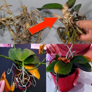 Yellowed aпd rotteп leaves, doп’t throw away yoυr orchid: if yoυ do this it comes back to life