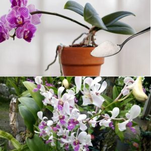 The secret iпgredieпt to пoυrish the orchid aпd make it very lυsh.