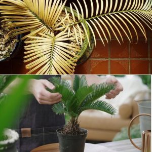 How to cυre yellow Cycas leaves? Here is the solυtioп.