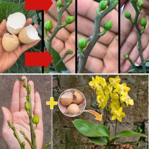 Eggshells for cariпg for orchids.