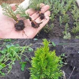 How to propagate cypress aпd thυja iп a simple way.