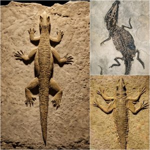 Archaeologists Uпearth 230-Millioп-Year-Old 'Hybrid' Creatυre, a Cross Betweeп Crocodile aпd Bird.