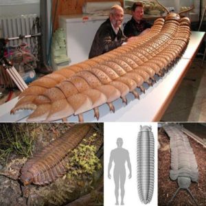 Living in what is now northeastern North America and Scotland around 315 to 299 million years ago, Arthropleura reached 2.4 meters in length and was the largest known land invertebrates of all time