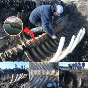 The headless skeleton of a 20ft sea monster, a creature once feared and hunted to extinction in the 18th century