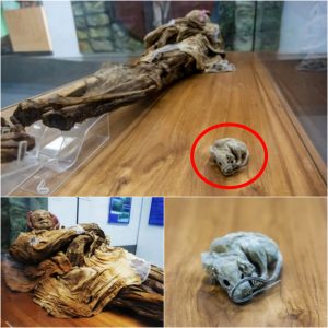 A Mummy Dating Back To The 16th Century That Was Discovered After An Earthquake In Ecuador