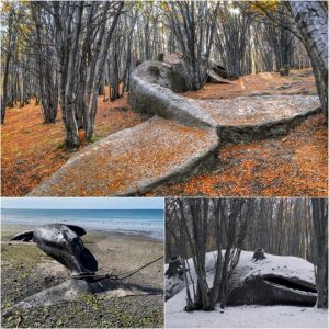 Enigmatic Discovery: Unraveling the Mystery of a Giant Whale Fossil Stranded in the Argentine Forest for Over 8 Million Years