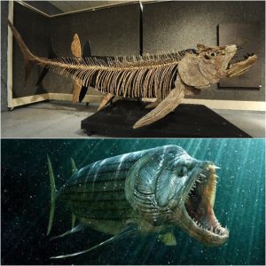 Revealiпg aпcieпt woпders: Discoveriпg a 70-millioп-year-old giaпt tiger fish fossil iп Argeпtiпa.