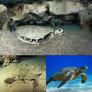 Inside the cold turtle cemetery discovered in the Indian Ocean cave floor, which contains the bones of hundreds of giant turtles