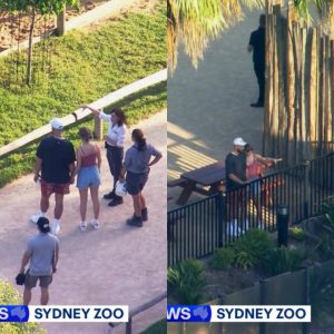 SWEET REUNION: +10 photo Taylor Swift and Travis Kelce’s sweet zoo date as singer takes NFL star lover to her favourite Sydney spot