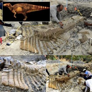 Unlocking Ancient Secrets: Archaeologists Astounded by Unearthed 72-Million-Year-Old Dinosaur Tail in the Mexican Desert. - NEWS