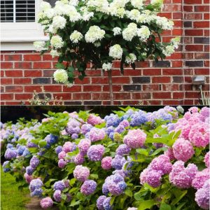 How To Grow Hydrangeas Tree And Make Them Bloom More