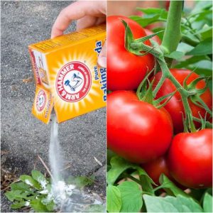 8 Clever Hacks To Use Baking Soda In The Garden