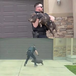 Hilarious video of cop tackling loose pig terrorizing Utah neighborhood has internet snorting