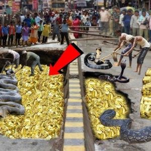 Breaking: During the construction project, 20 tons of gold was accidentally found under the road and a large snake 50 meters long caused a stir in public opinion. (VIDEO)