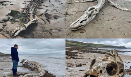 Shocking Find: Mysterious Sea Creature's Skeleton Washes Ashore on Scottish Beach, Leaving Locals Stunned After Storm Ciara